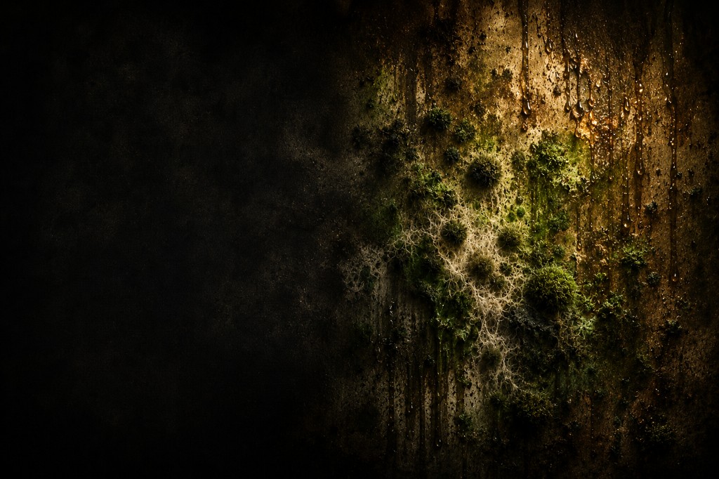 Green and black mold growth with moisture on a dark textured surface